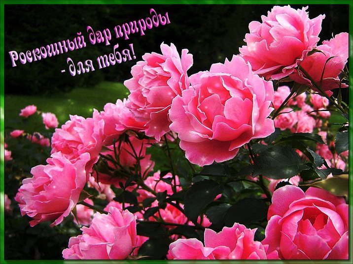 Яркие пожелания для Открытки с пионами на День Рождения