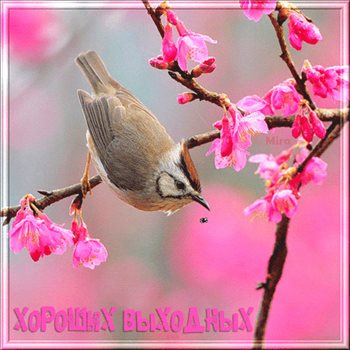 От души: Добрых выходных открытки