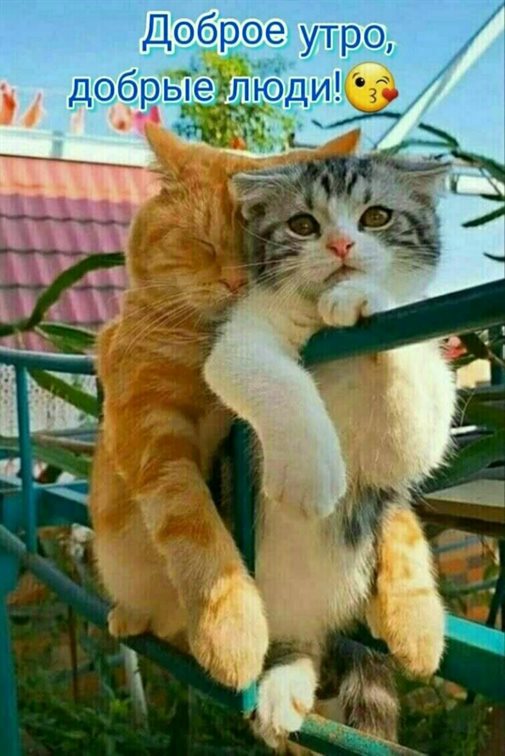 Открытки с добрым утром прикольные бесплатно — прекрасный выбор!