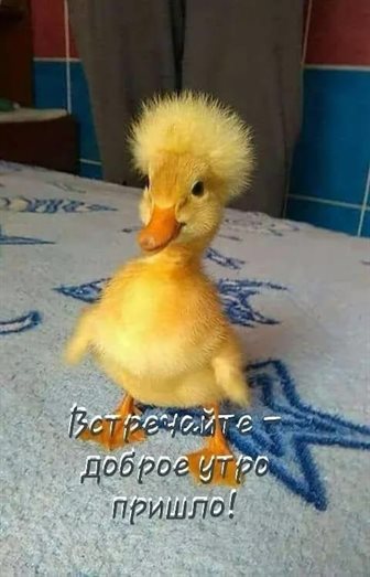 Позитивные эмоции для Открытки с добрым утром прикольные бесплатно