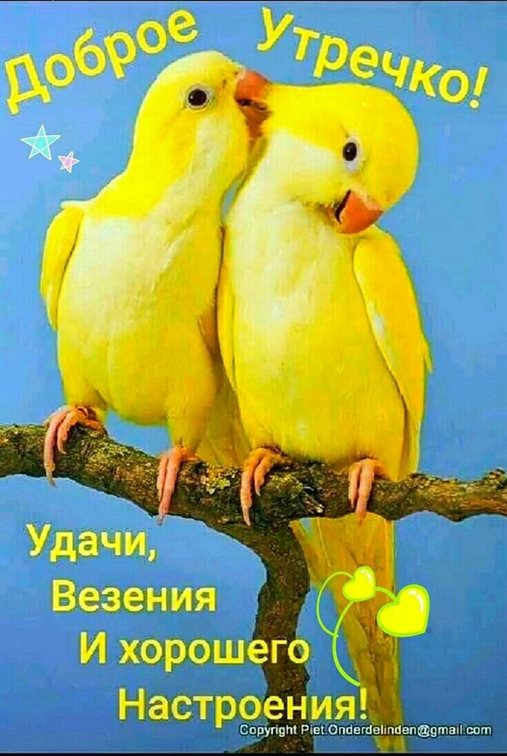 Светлые пожелания