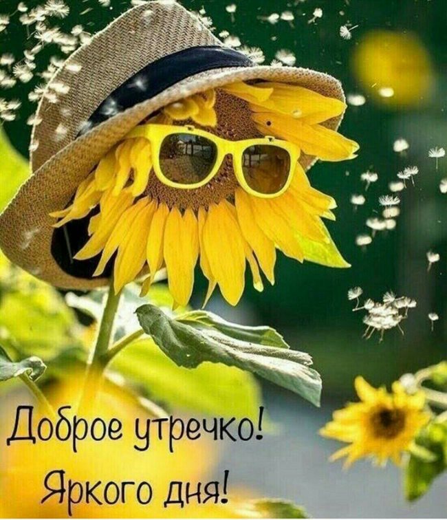 Нежные поздравления для Открытки с добрым утром прикольные бесплатно