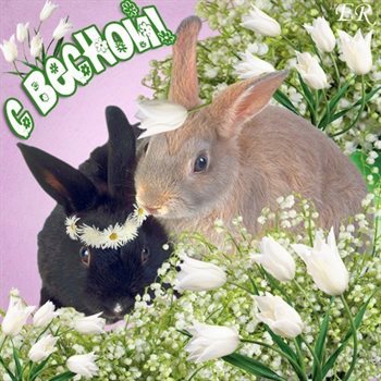 Луч света в ваш день